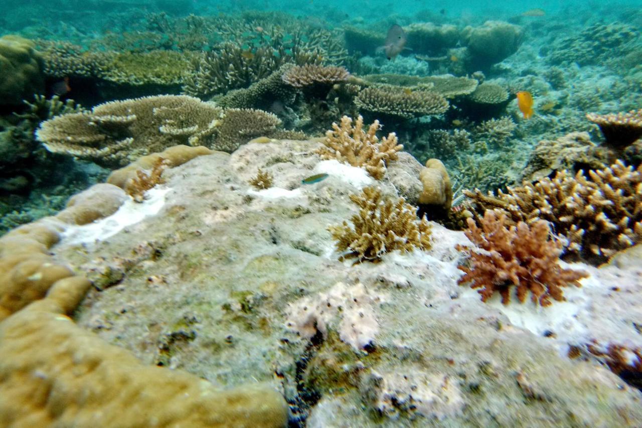 Raja Ampat Dive Lodge Pulau Mansuar Екстериор снимка