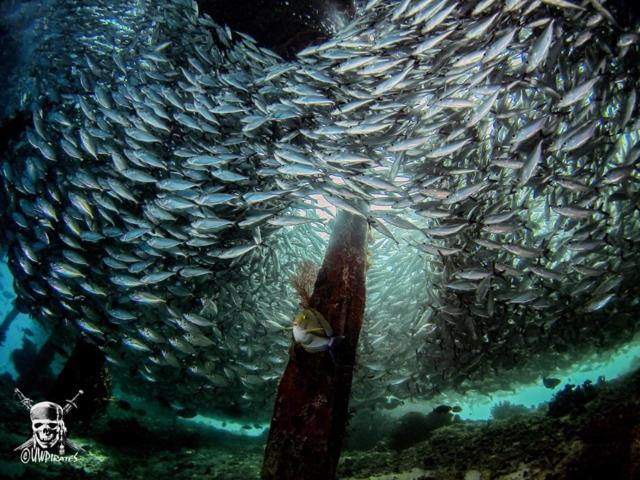 Raja Ampat Dive Lodge Pulau Mansuar Екстериор снимка